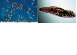 <p>The lancet fluke uses the snail and ant as intermediate hosts and can cause behavior changes in both, particularly tetanus in the ant so its mouth parts stay attached to grass blades and are more likely to be eaten by the definitive host. What trematode is this?</p>