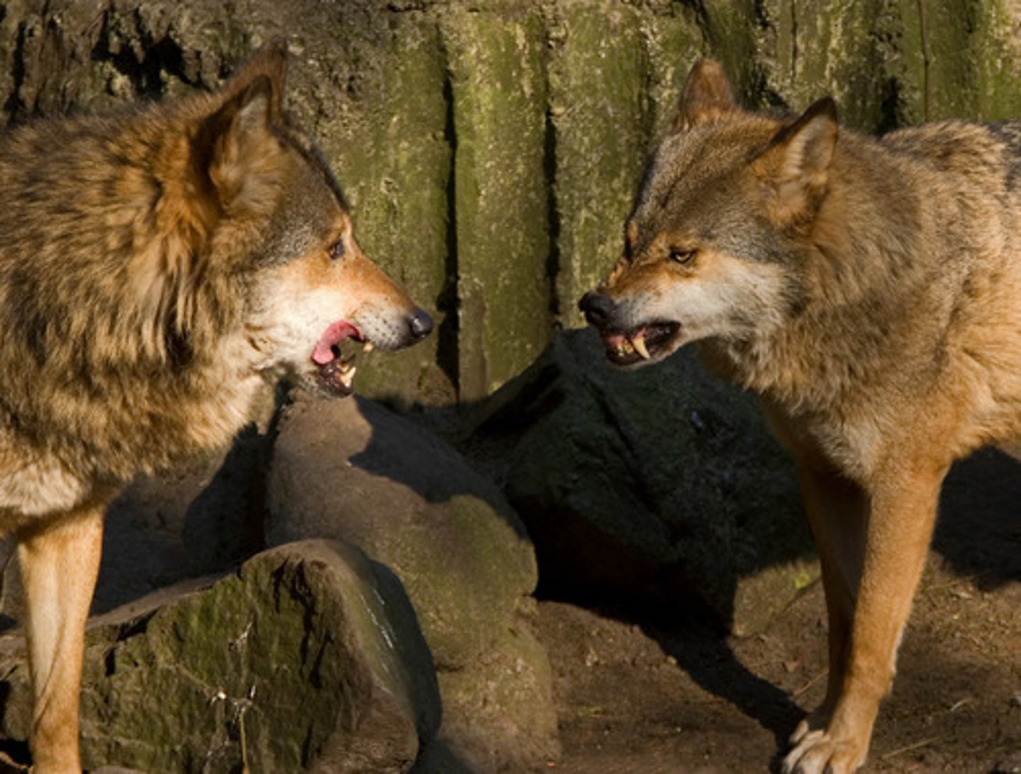 <p>to not get along with each other</p>