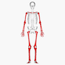 <ul><li><p><strong>arms</strong></p></li><li><p><strong>legs</strong></p></li><li><p><strong>fingers + toes</strong></p></li></ul><p></p>