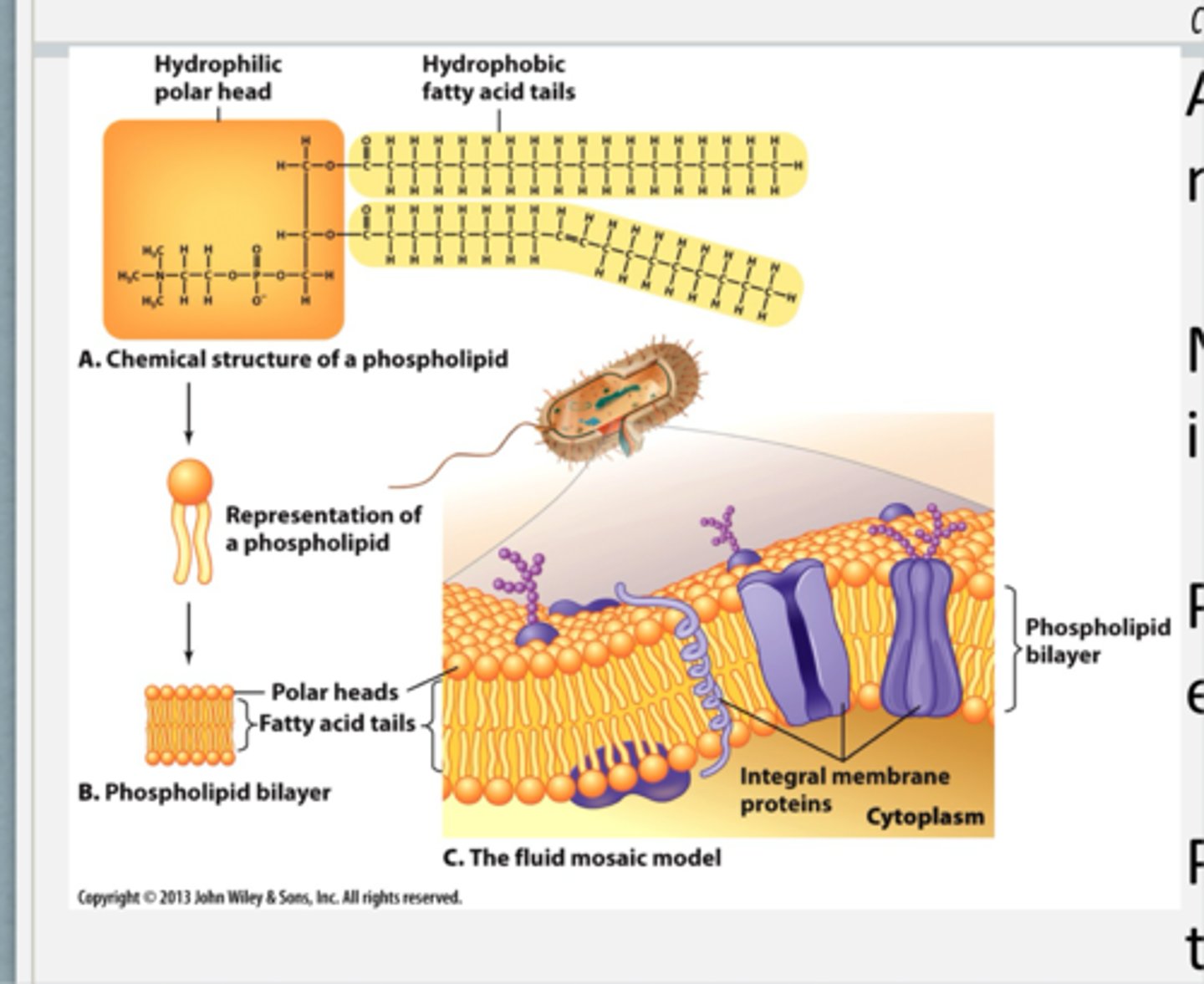 <p>made of phospholipids that have hydrophobic fatty acid tails that interact with one another and hydrophillic heads which interact with the outside enviroment</p>