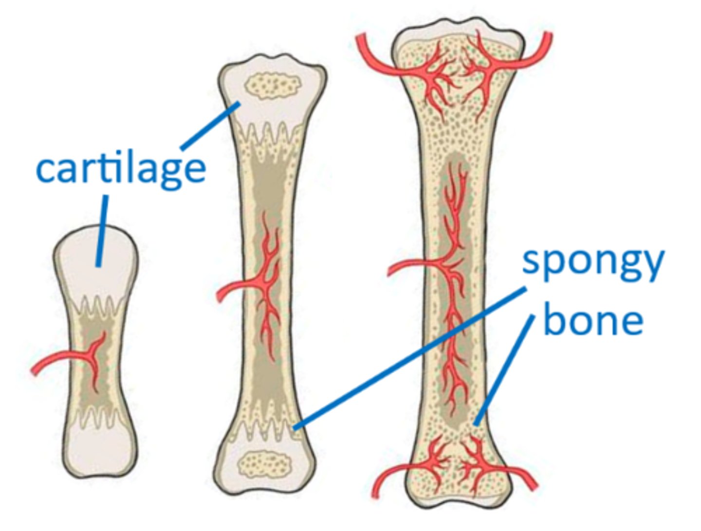 <p>the process by which cartilage is replaced by bone</p>