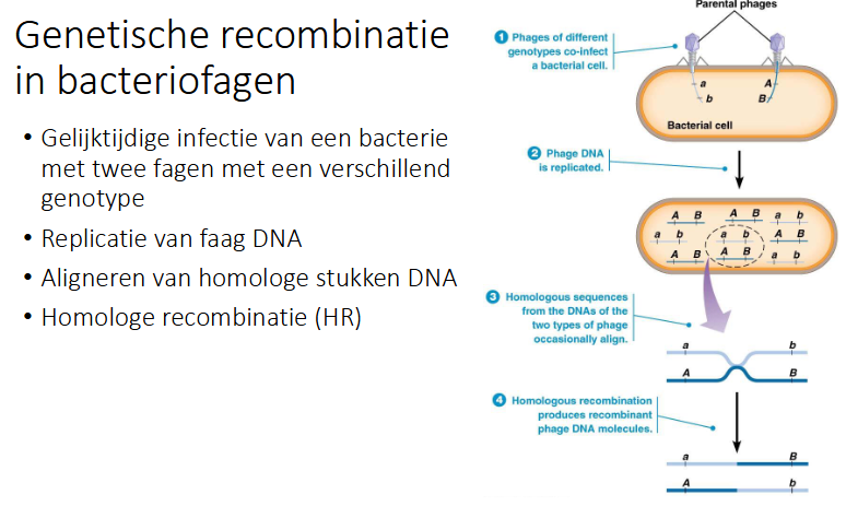 <ul><li><p>Gelijktijdige infectie van een bacterie met 2 fagen met een verschillend genotype.</p></li><li><p>Replicatie van het faag DNA.</p></li><li><p>Aligneren van homologe stukken DNA.</p></li><li><p>Homologe recombinatie</p></li></ul><p></p>