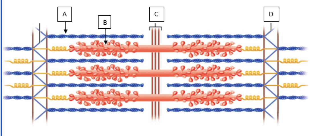 <p>Match the letter in the diagram below to the correct structure in the sarcomere.</p><p><br><span><span>myosin, actin, z disc, m-line</span></span></p>