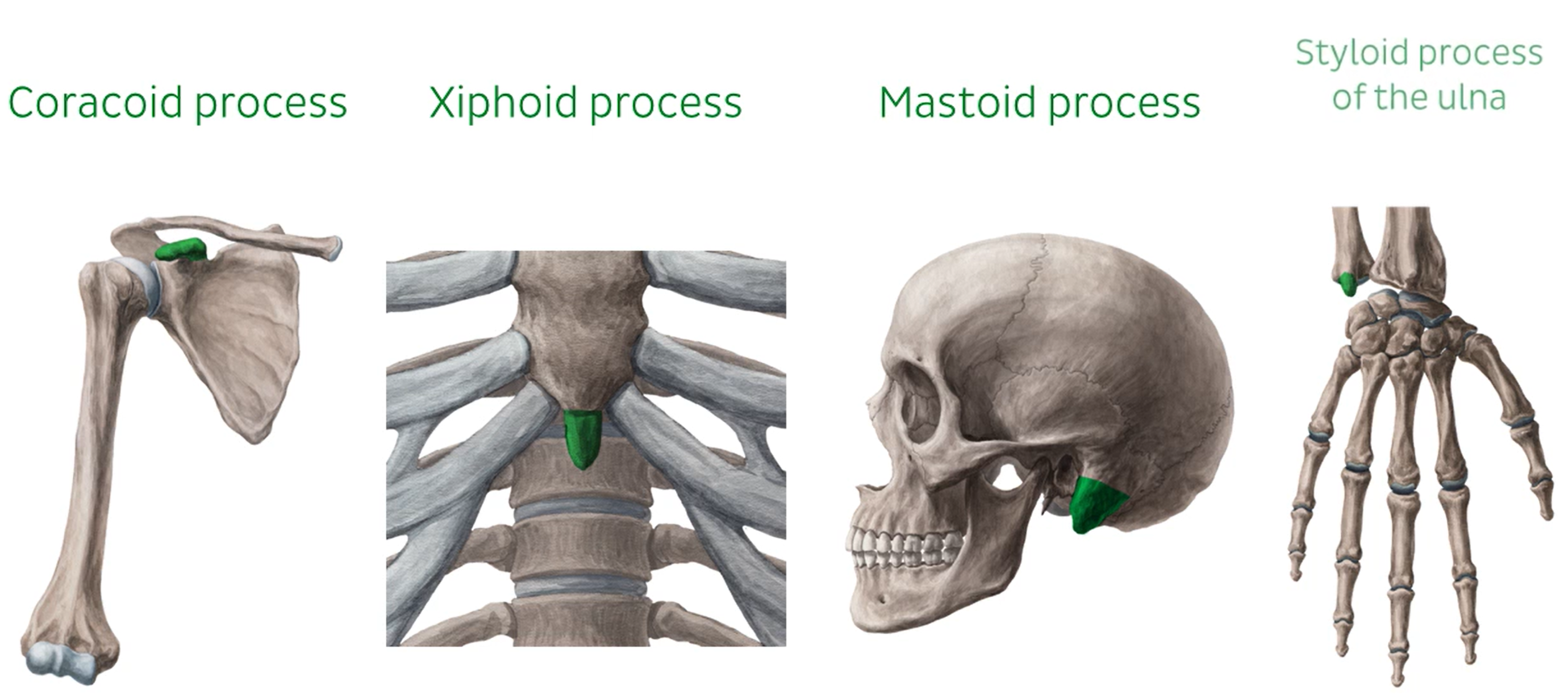 <p>any marked, bony prominence</p>