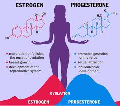 <p><span style="color: rgb(0, 0, 0)"><strong>secretes</strong></span></p><ul><li><p><span style="color: blue"><strong>estrogen</strong></span></p></li><li><p><span style="color: blue"><strong>progesterone</strong></span></p></li></ul><p>hormones into bloodstream</p><p></p>