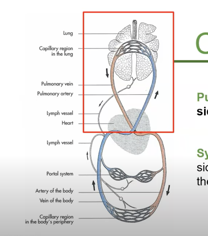 <p>in pulmonic circulation blood moves from __ side of heart to __</p>