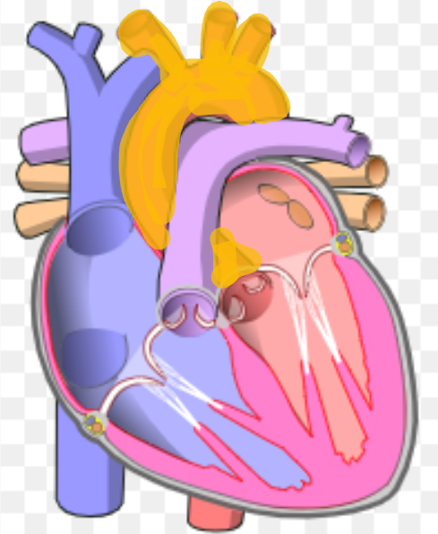 <p>What is the name the highlighted portion of the heart?</p>