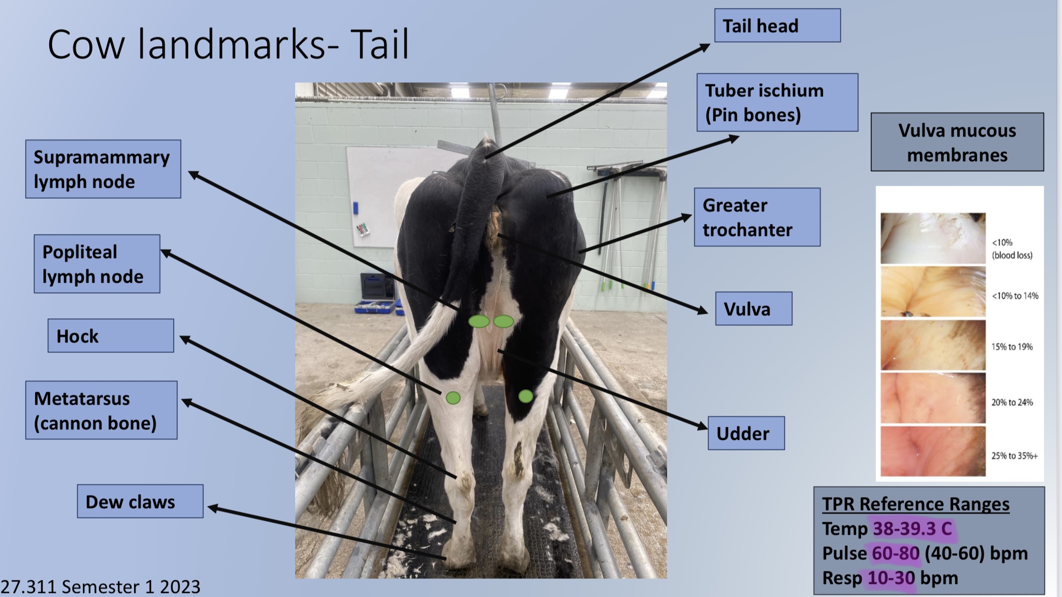 * supramammary LN 
* Popliteal LN
* Hock
* Metatarsus
* Dew claws
* Tail head
* Tuber ischium
* Greater trochanter
* Vulva
* Udder 