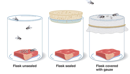 <p>Decaying meat isolated from flies-----&gt; maggots never developed</p><p>Meat exposed to flies---&gt; soon infested</p><p></p><p>so saw that maggots were from the flies and not the mean</p><p></p><p>scientist began to doubt spontaneous generation</p>