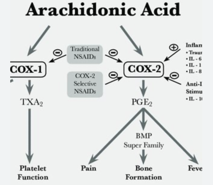 <p>COX1/2 are <span>cyclooxygenase enzymes. They convert arachidonic acid into thromboxane (COX1) prostaglandin PGE1/2.</span><br></p><p><span><strong><u>COX1</u></strong></span></p><ul><li><p><span>COX1 is a “housekeeping” enzyme</span></p></li><li><p><span>expressed normally in many tissues</span></p></li><li><p>converts arachidonic acid into thromboxane-2</p></li><li><p><span>COX1 induces GI mucus</span></p></li><li><p><span>COX1 induces platelet aggregation to clot blood</span></p></li><li><p><span>COX1 regulate blood flow to kidneys</span></p></li></ul><p><strong><u>COX2</u></strong></p><ul><li><p>enzyme induced by cytokines</p></li><li><p>produced in response to infection or tissue damage</p></li><li><p>converts arachidonic acid into prostaglandin-2</p></li><li><p>in HT PGE2 induces fever</p></li><li><p>in other tissues PGE2 induces pain and inflammation</p></li></ul><p></p>