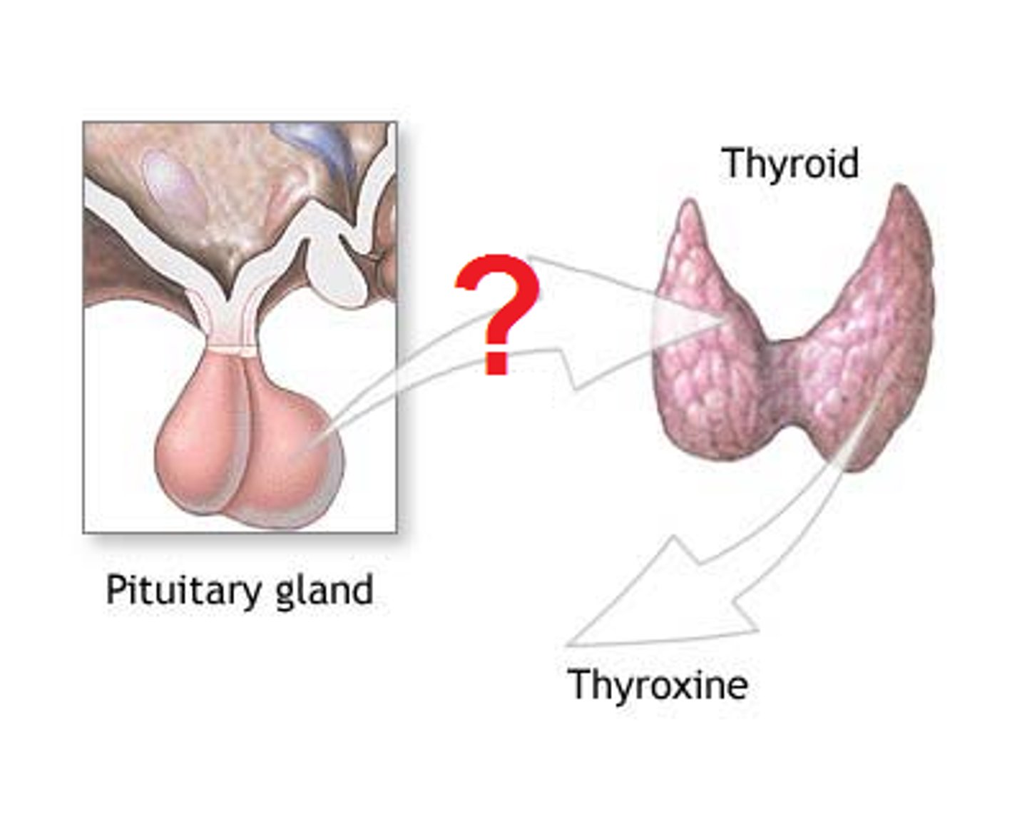 <p>Tropic hormone that acts on thyroid gland to stimulate the synthesis and release of other thyroid hormones</p>