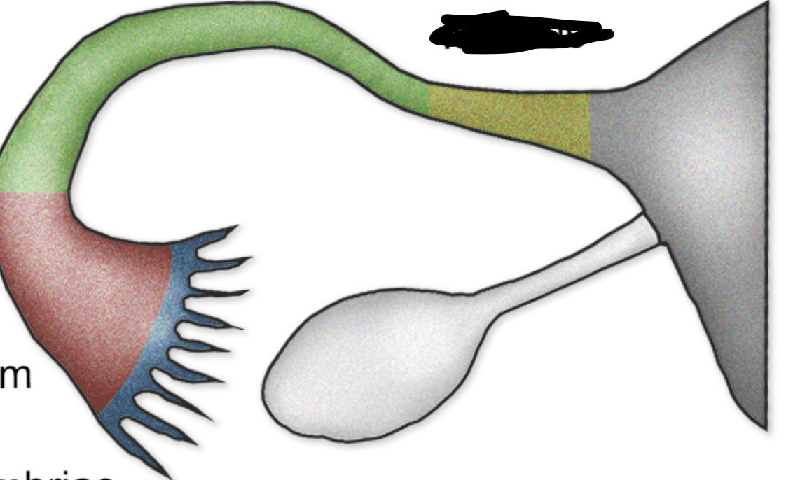 <p>what are the regions of the uterine tubes?</p>