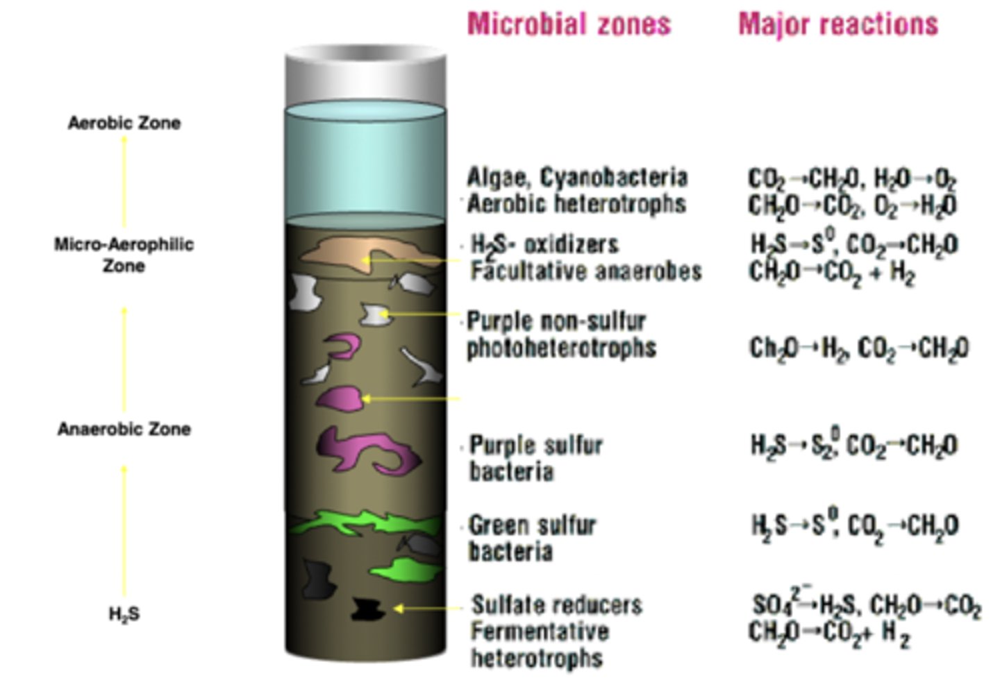 <p>In the latter part of the 19th century, Sergei Winogradsky (b1856-d1953), a Russian microbiologist developed an early form of enrichment culture to study interactions between soil microorganisms</p>