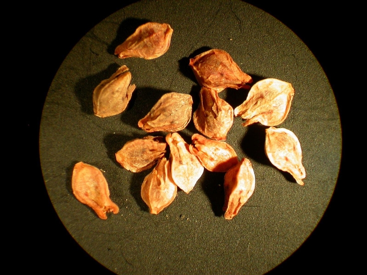 Polygonum aviculare
