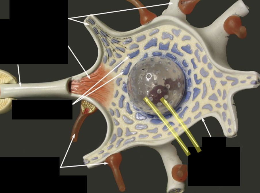<p>What part of the neuron is this?</p>