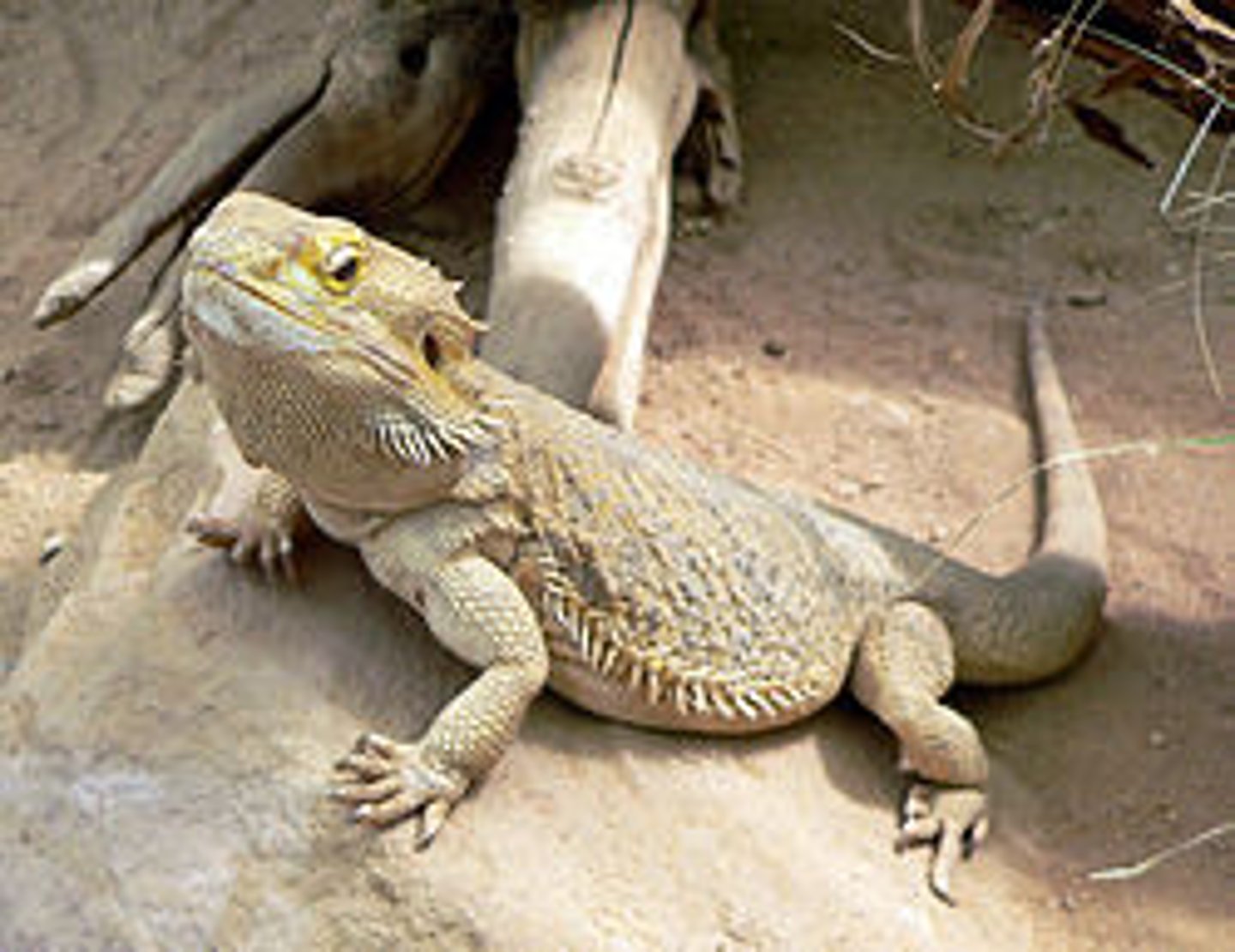 <p>this order is made of lizards and snakes</p><p>-terrestrial, burrowing, freshwater, marine</p><p>-snakes a derived limbless lizards</p><p>-whole clade has modified diapsid skull</p><p>-moveable internal kinetic skull</p><p>-males w/ hemipenes</p>