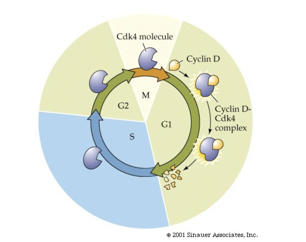 <ul><li><p>Proteins that send signals to the cell</p></li><li><p>Does this because when they are joined the cell knows its in G1</p></li><li><p>When they are destroyed the cell knows it is not</p></li><li><p>This occurs for every step of the cycle</p></li></ul>