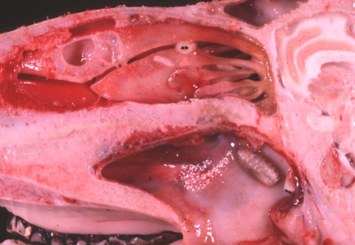 <p>Sheep. Cause and most severe sequelae? </p>