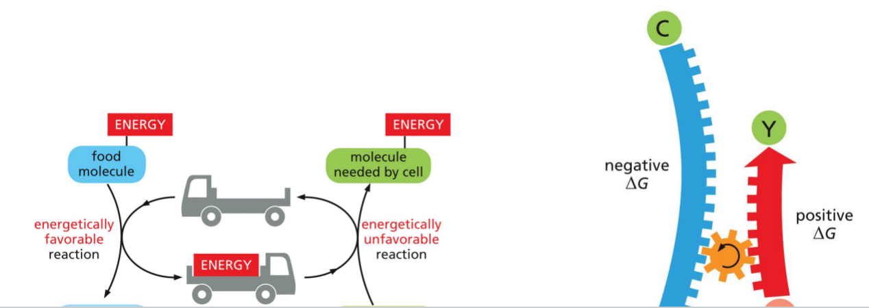 <ul><li><p>Use an energetically favourable reaction to drive an energetically unfavourable reaction</p></li><li><p>Free energy change &lt; 0 (disorder of surroundings increases)</p></li><li><p>Energy carrier is the truck below</p></li></ul><p></p>