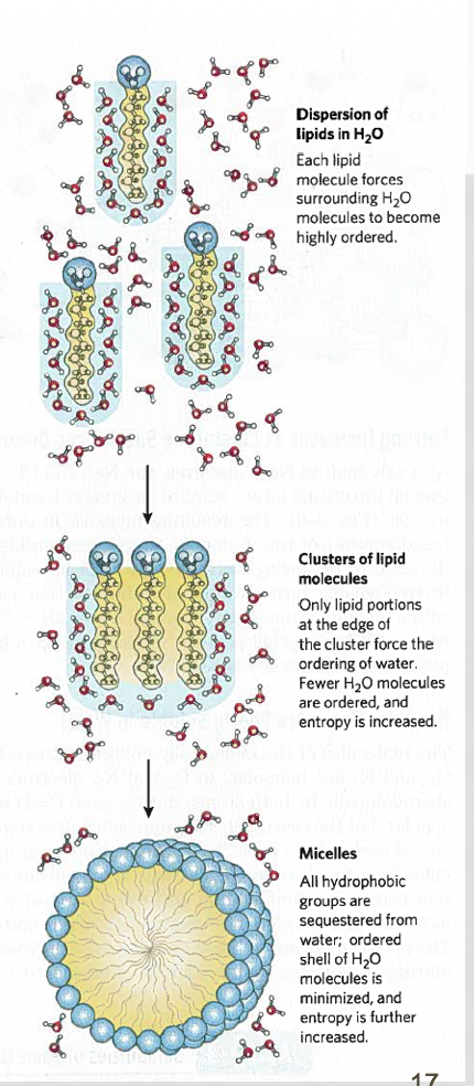 <p>gain of entropy of water</p><p></p><ul><li><p>given that phospholipid tails are nonpolar and thus hydrophobic to water,&nbsp;water molecules order themselves around the tails, decreasing the entropy of the system due to water's limited movement to maintain this hydrogen bonding</p></li><li><p>the phospholipid tails do not like to interact with water and are attracted to one another through van der Waal's forces, causing them to stabilize in a sphere-like shape through these interactions</p></li><li><p>by allowing the phospholipid tails to cluster together in a micelle, this minimizes their disruption of water's hydrogen bonding and increases the entropy of the system, making it more favorable&nbsp;</p></li></ul><p></p>