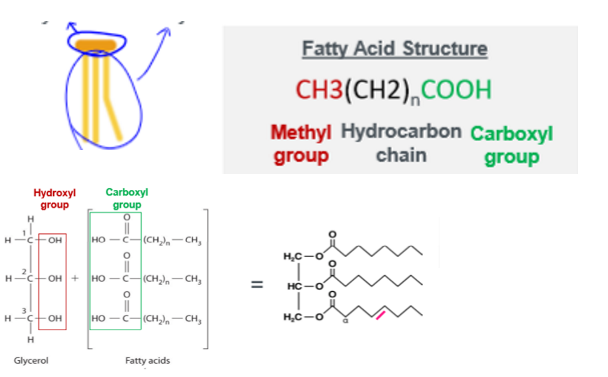 <p>1 glycerol and 3 fatty acids. up to 24 carbon atoms, differed by saturation and chain length. structure is </p>