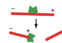 <p>severs filaments & binds to plus end</p>