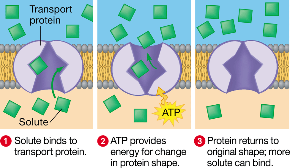 <p>transport protein that releases molecules on the other side of the membrane by binding &amp; changing shape</p>