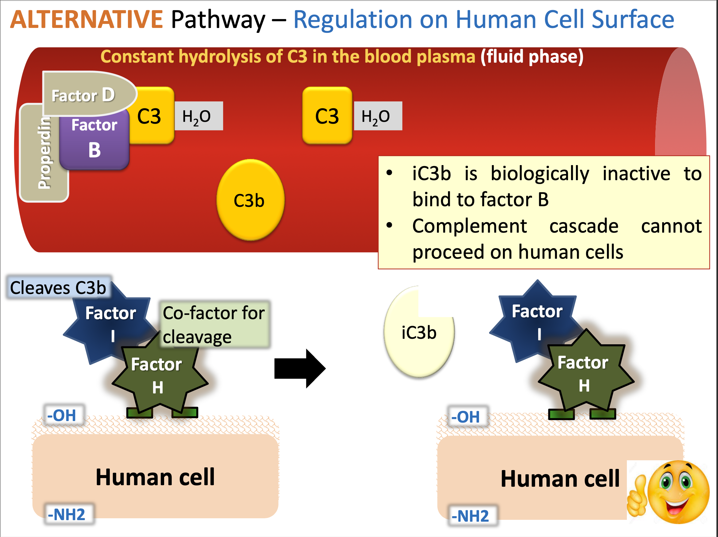 <p>The alternate pathway regulates complement activation on human cell surfaces by utilizing factors that prevent the enhancement of lysis.</p><p>Properdin stabilizes the C3 convertase (C3bBb) on microbial surfaces while regulators like factor H and factor I prevent complement activation on host cells.</p>