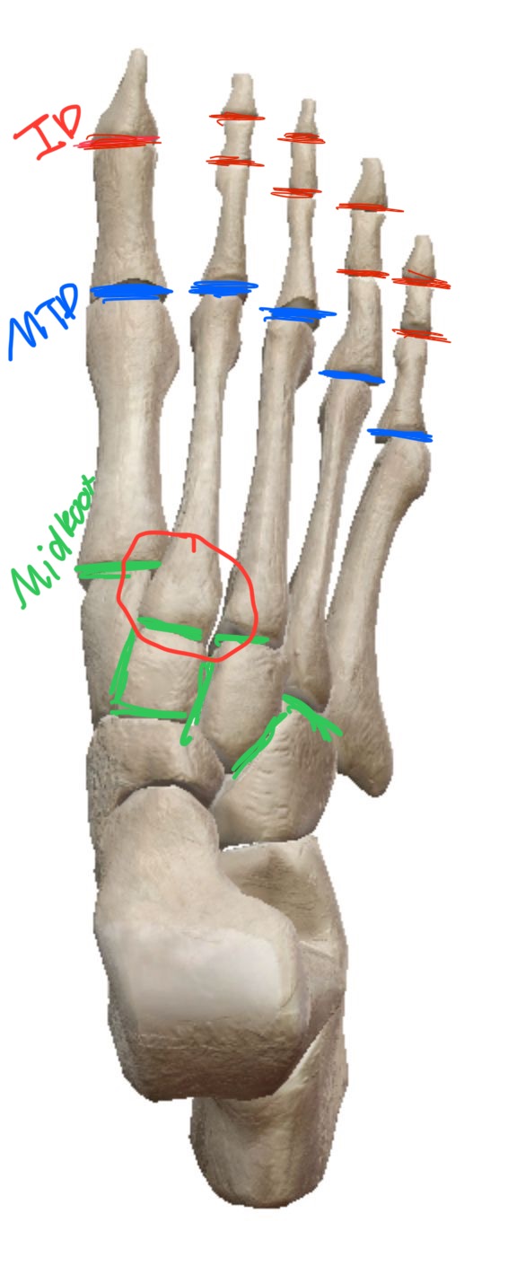 <p>Joints of the foot</p>