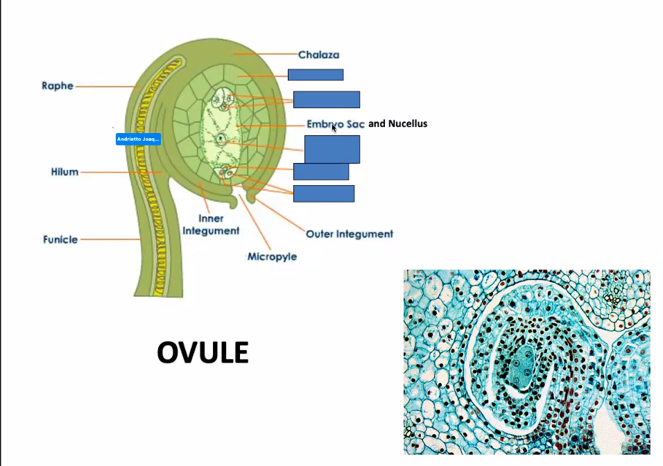 <p>small structures inside placentae</p><p>have a short stalk (<strong>funiculus</strong>) that carries water and nutrients from <strong>placenta</strong> to the ovule via <strong>vascular bundle</strong></p>