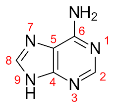 <p><span>One of the four nitrogenous bases found in DNA and RNA</span></p>