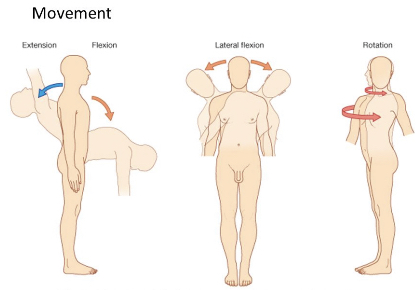 <ul><li><p>extension and flexion</p></li><li><p>lateral flexion</p></li><li><p>rotation</p></li></ul>