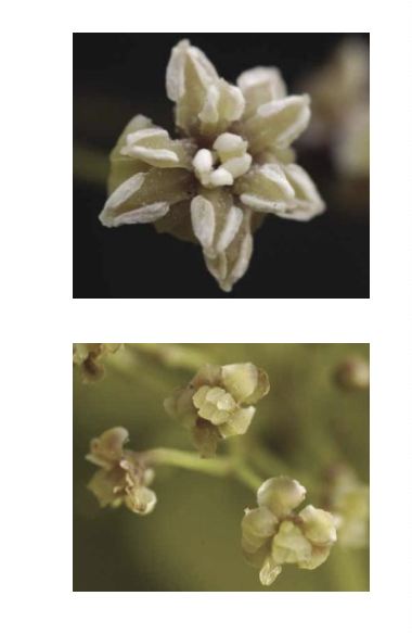 <p>A shrub-like plant found on the island of New Caledonia. Its flowers are Imperfect, lack petals and sepals, with staminate and carpellate flowers on separate plants</p>
