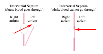 <p>-part of interatrial septum</p><p>-embryologic remnant of foramen ovale, which shunted oxygenated blood from the inferior vena cava to the left atrium to be distributed to the body of the fetus via the aorta</p><p>-foramen still present in ~20% of population- called a patent foramen ovale (functionally not a problem because the pressure is greater on the left side of the heart and the foramen remains closed)</p><p>-possible that the valve of the inferior vena cava may preferably shunt blood toward the foramen ovale in the fetus</p>