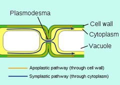 <p>-Cytoplasmic channels through cell walls that connect adjacent cells -Cytoplasm &amp; plasma membrane extend through the plasmodesmata -Allows plant tissue cells to share water, nourishment, &amp; chemical messages</p>