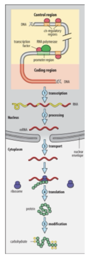 <p><strong>Explain the Diagram </strong></p>