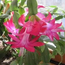 <p>Thanksgiving Cactus</p><p><em>(Schlumbergera truncata)</em></p>