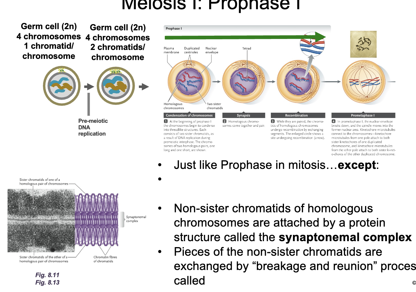 <p>Meiosis 1: Prophase 1</p><ul><li><p>Just like prophase in mitosis except HOMOLOGOUS CHROMOSOMES synapse to form TETRADS </p></li><li><p>Non-sister chromatids of homologous chromosomes are attached by a protein structure called the SYNAPTONEMAL COMPLEX </p></li><li><p>Pieces of the NON-SISTER CHROMATIDS are exchanged by “breakage and reunion” process called HOMOLOGOUS RECOMBINATION </p></li></ul><p></p>