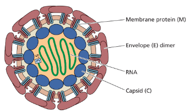 * 50um viral particles
* Icosahedral
* Decorated w/ envelope (E) and membrane protein (M)