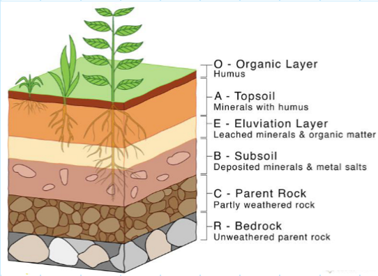 <p>O - organic layer; A - topsoil; E - eluviation layer; B - subsoil; C - parent rock; R - bedrock</p>