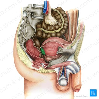 <ul><li><p>secrete a <strong>thick alkaline fluid with fructose </strong>(energy source for sperm) and <strong>a coagulating agent </strong>that mixes with the sperm as they pass into the ejaculatory ducts and urethra </p></li></ul><p></p>