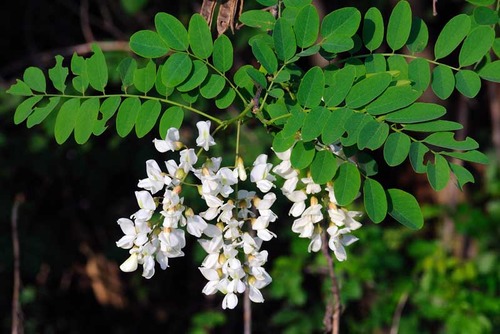 <p>Robinia</p>