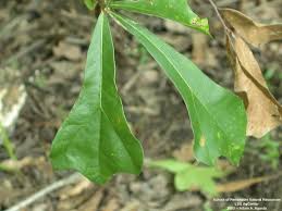 <p>spatula-like shape, wider at the tip, rounded ti</p>