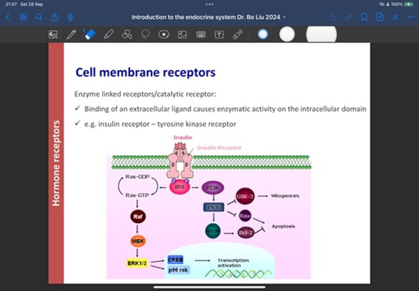 <p>o Enzyme-linked/catalytic receptors whereby a binding of an</p><p>extracellular ligand causes enzymatic activity on the</p><p>intracellular domain e.g., insulin receptor, tyrosine kinase</p><p>receptor (tyrosine will be responsible for phosphorylating insulin receptor substrates)</p><p>o G-protein coupled receptors like Glucagon-like peptide 1</p><p>are either excitatory or inhibitory and involve second</p><p>messengers</p>