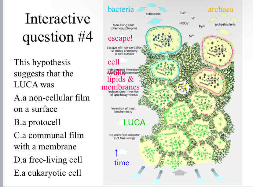 <p>Practice Question (Origins of Life) - This hypothesis suggests that the LUCA was</p>