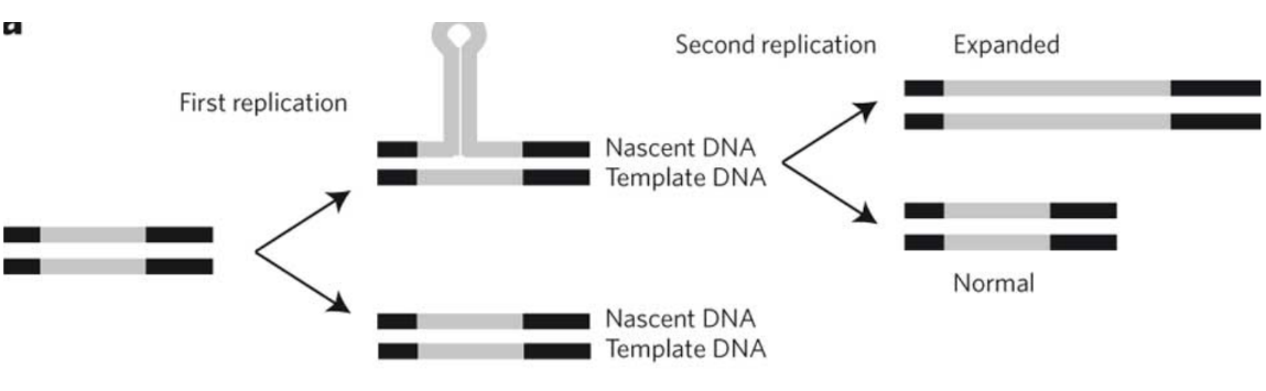 <p><span>Trinucleotide (triplet) repeats = replication errors&nbsp;</span></p><ul><li><p class="Paragraph SCXW263242559 BCX0" style="text-align: left"><span>Di/trinucleotides located in repetitive sequences in an unstable area leading to slippage and expansion during replication&nbsp;</span></p><p class="Paragraph SCXW263242559 BCX0" style="text-align: left"><span>Lagging strand will make a bubble -&gt; to expanded sequence&nbsp;</span></p><p class="Paragraph SCXW263242559 BCX0" style="text-align: left"><span>BER can keep this from happening&nbsp;</span></p></li></ul><ul><li><p class="Paragraph SCXW263242559 BCX0" style="text-align: left"><span>Ex: Huntington’s, FXS, and myotonic dystrophy&nbsp;</span></p></li></ul><p></p>