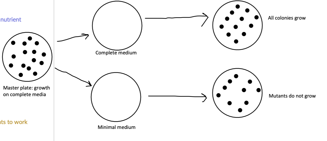 * most cells grow, but a different phenotype is apparent
* Ex. differential media, MAC, lactose ferm
* Ex. phototroph vs autotroph
  * phototroph: parent strain (WT) that does not have additional nutrient requirement
  * Autotroph: mutants that require additional nutrients to grow