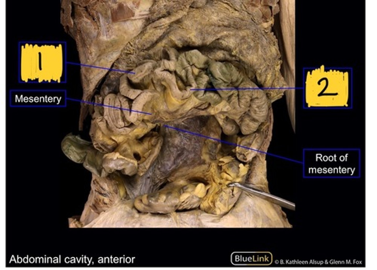 knowt flashcard image