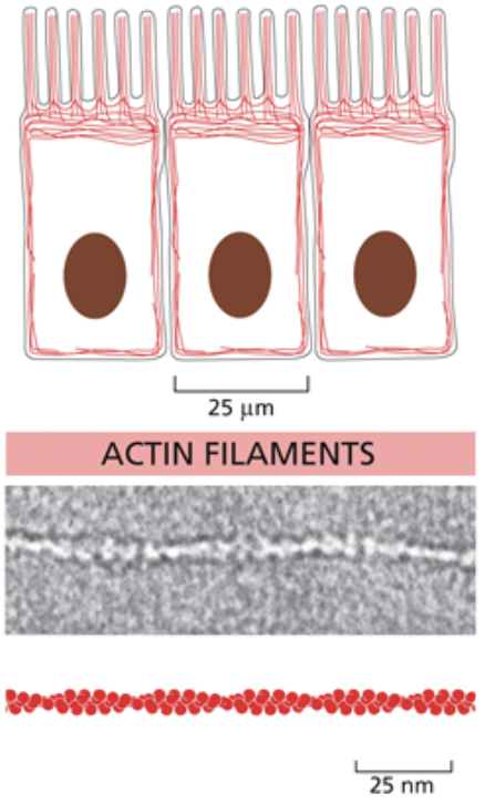 <ul><li><p>The smallest cytoskeletal molecule</p></li><li><p>They’re <span style="background-color: transparent;"><span>made of filaments that coil around each other to form rope like structures, but they don’t repeatedly coil like intermediate filaments</span></span></p></li><li><p><span style="background-color: transparent;"><span>Also unlike intermediate filaments, they are directional and asymmetrical</span></span></p></li><li><p><span style="background-color: transparent;"><span>Microfilaments are made of the monomer g-actin. When g-actin binds to ATP, it is activated due to allostery.</span></span></p></li><li><p><span style="background-color: transparent;"><span>Actin can take on a variety of shapes depending on its function in specific cells. Can run parallel or antiparallel </span></span></p></li><li><p><span style="background-color: transparent;"><span>Enable cell crawling and muscle contraction</span></span></p></li></ul><p></p>