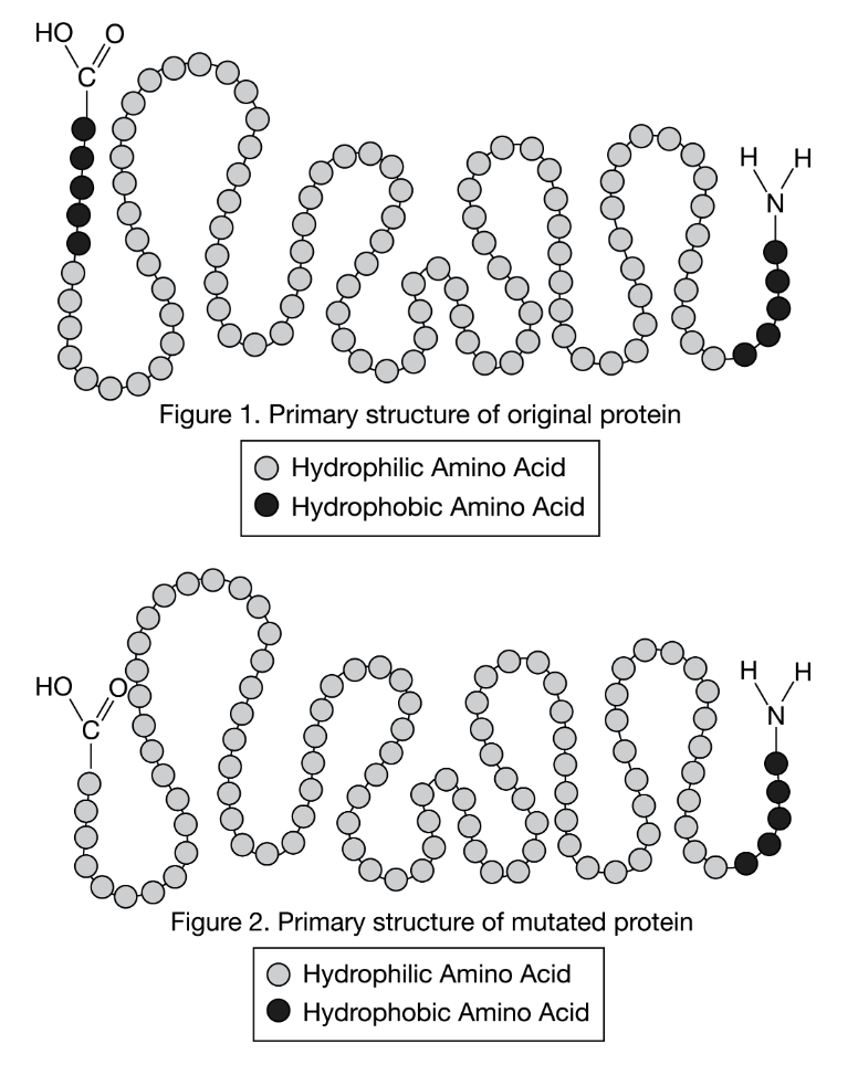 <p>A small protein is composed of 110 amino acids linked together in a chain. As shown in Figure 1, the first and last five amino acids in the chain are hydrophobic (have nonpolar and uncharged R-groups), whereas the remaining 100 amino acids are hydrophilic (have charged or polar R-groups). </p><p>The nature of the R-group determines if the amino acid is hydrophobic or hydrophilic. A mutation results in the production of a version of the small protein that is only 105 amino acids long, as shown in Figure 2. Five of the hydrophobic amino acids are missing from one end of the chain.</p><p>Which of the following best depicts the tertiary structures of the two proteins in water? The diagrams in the options are not drawn to the same scale as those in Figure 1 and Figure 2.</p>
